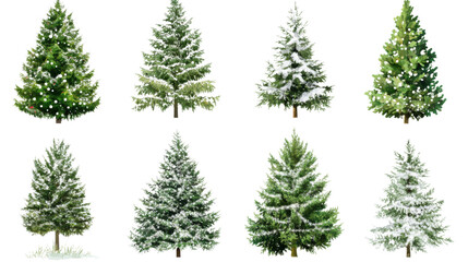 Fototapeta premium set of fir branches isolated on white background 