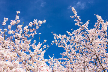 pink cherry blossom and blue sky	
