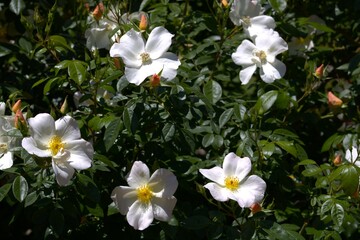 Fototapeta premium white flowers with yellow center