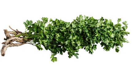 Obraz premium branch of a tree with leaves isolated on white background 