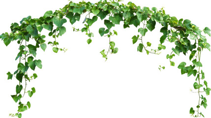background with green leaves isolated on white background 