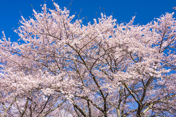 pink cherry blossom and blue sky	

