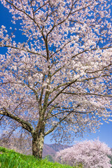 Naklejka premium cherry tree in bloom and blue sky