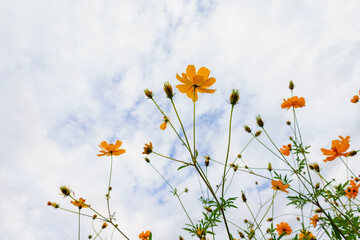 青空に映えるキバナコスモス
