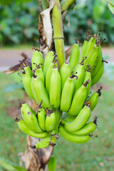 A cluster of unripe bananas growing on a banana tree