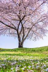Naklejka premium cherry tree in bloom, petals on the ground