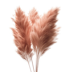 Elegant Pampas Grass Bouquet - Dried Flowers in Rose Gold Hue