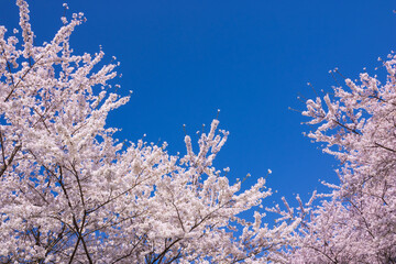pink cherry blossom and blue sky	
