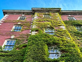 A classic brownstone covered in ivy vines in Boston in early September