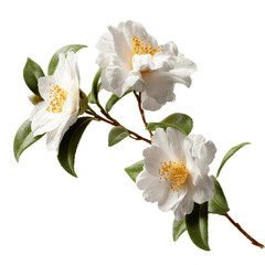 Fototapeta premium Elegant White Camellia Blooms on Branch