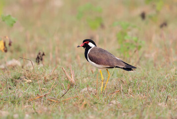 Red-wattled Lapwing standing alert in grassy wetland habitat.
