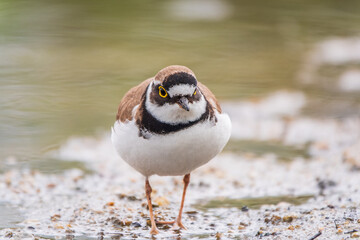 Little ringed plover (Charadrius dubius), bird standing on the lake shore