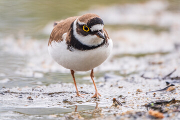 Little ringed plover (Charadrius dubius), bird standing on the lake shore