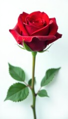 A single, perfect red rose, pristine white background , design, romance
