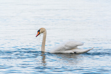 Graceful white Swan swimming in the lake, swans in the wild. Portrait of a white swan swimming on a lake.