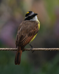 Pitangus sulphuratus