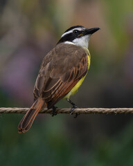 Pitangus sulphuratus