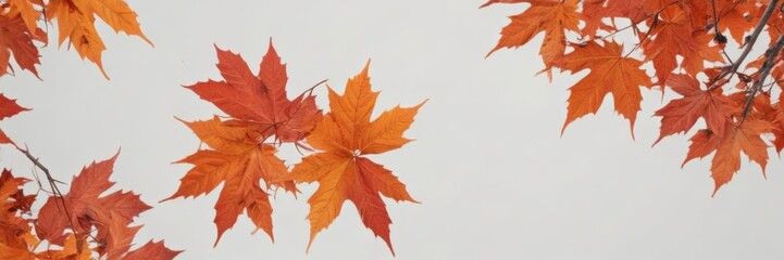 Fototapeta premium Crisp, vibrant red and orange maple leaves falling against a pure white backdrop , november, leaves
