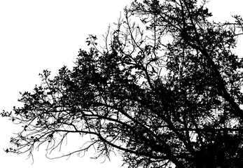 Vector illustration of natural old oak tree branch with leaves on white background