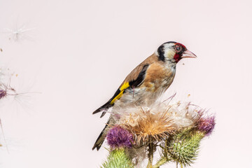 European goldfinch, feeding on the seeds of thistles. Carduelis carduelis.