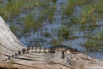 alligator in the swamp
