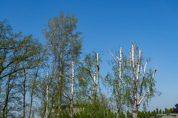 Trimmed birch trees against the spring sky, surrounded by fresh greenery. The photo shows the contrast between natural beauty and human interference in the landscape