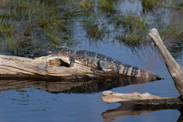 alligator on log