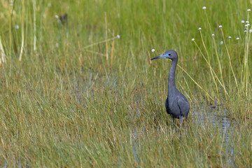 little blue heron