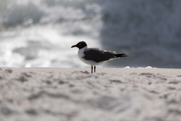 laughing gull