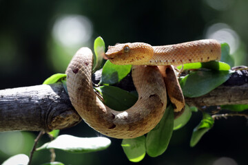 Trimeresurus Puniceus Pit Viper on branch. Yellow flat-nosed viper Craspedocephalus or (Trimeresurus puniceus) hanging on a branch, Beautiful colored venomous puniceus pit viper