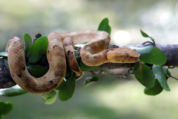 Trimeresurus Puniceus Pit Viper on branch. Yellow flat-nosed viper Craspedocephalus or (Trimeresurus puniceus) hanging on a branch, Beautiful colored venomous puniceus pit viper