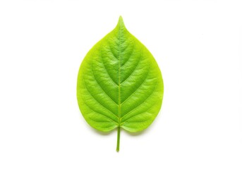 A single bright green leaf with prominent veins isolated against a stark white background in a studio shot