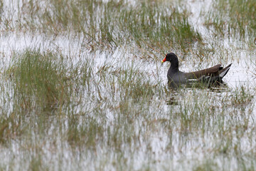moorhen