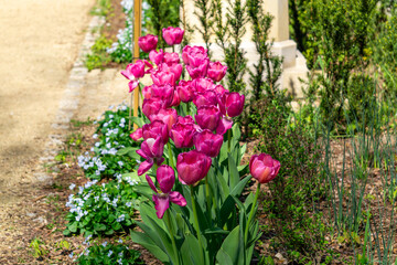 beautiful pink tulips growing in a neatly kept garden. The flowers are surrounded by greenery, and in the background you can see a path and ornamental plants. The composition reflects the spring atmos