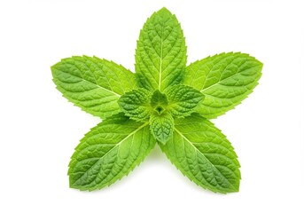 A sprig of green leaves and yellow buds with water droplets on a white background in a close up shot