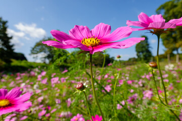 Obraz premium 青空の下で輝くコスモスの花