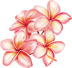 Obraz premium Frangipani flower with pink and white petals. Vector illustration for decoration