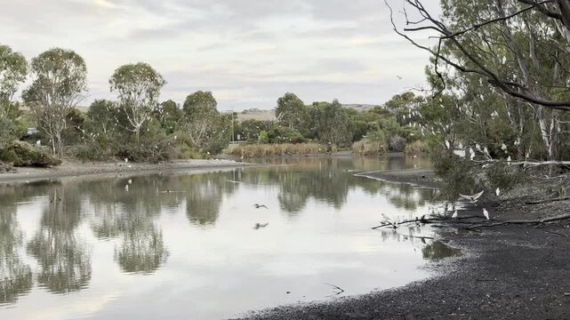 large flock of little corellas flying overhead and drinking water from lake. Byards Road Wetlands close to Adelaide, south australia