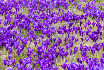 Obraz premium Many blooming crocuses in a field