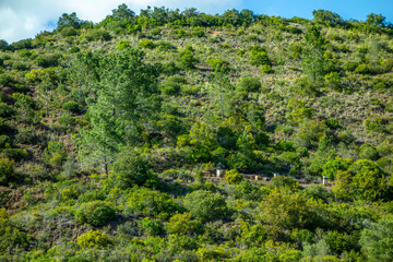 Bee hives on lush green rugged hillside landscape, Gorgeous wild nature background landscape scene with bright yellow wildflowers and bee hives honey supers on a lush hillside