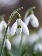 Close-up of delicate snowdrop flowers with white petals and green accents, gently swaying against a blurred natural background.