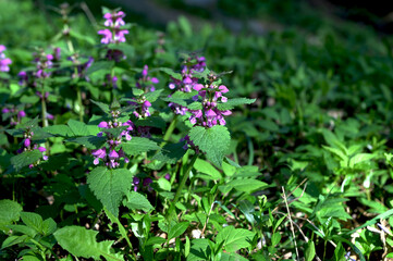 Purple Dead Nettle or Lamium (Lamium purpureum)