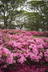 Obraz premium A vibrant display of pink azalea flowers blooms amidst lush greenery, with trees softly silhouetted in the background.