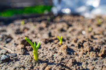 The first green onion sprouts growing in the garden, close-up. Spring garden