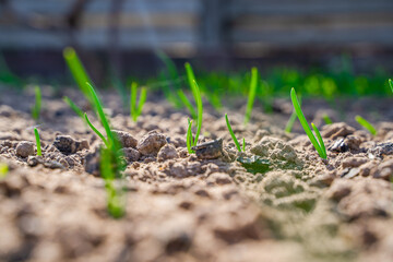 Green onions growing in a vegetable garden close-up, early spring