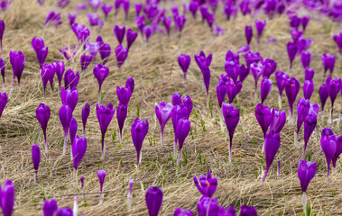 Fototapeta premium Many blooming crocuses in a field