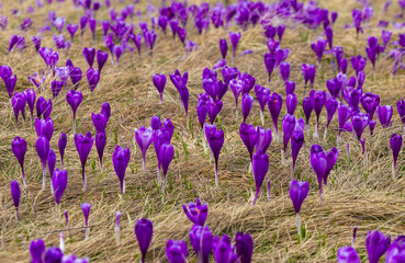 Obraz premium Close-up of many blooming purple crocuses