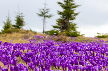 Naklejka premium A carpet of many Purple Crocus Flowers on a mountain field