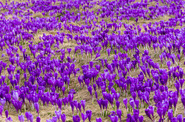 Fototapeta premium Close-up of many wild crocuses with selective focus