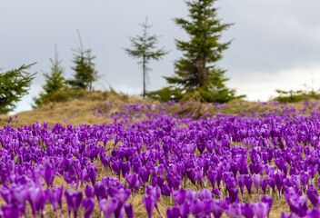 Mesmerizing landscape with a carpet of many crocuses on the alpine field. Many crocuses on the Prislop pass - Romania